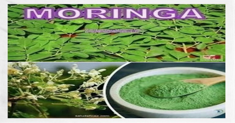 para que sirve la moringa
