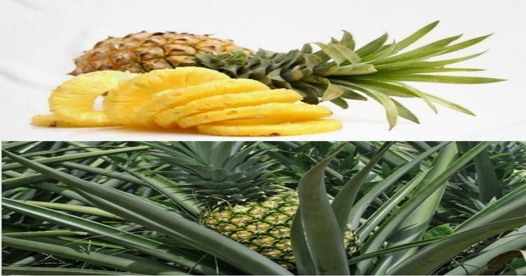 para que sirve la piña