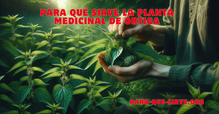 Para Qué Sirve la Planta Medicinal de Ortiga usos