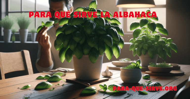 Para Que Sirve la Planta de Albahaca beneficios