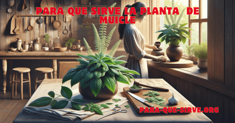 para que sirve la planta medicinal de muicle usos